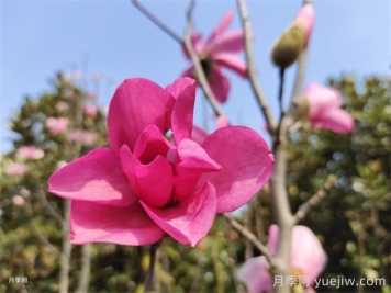 玉蘭為何被稱(chēng)為望春花？