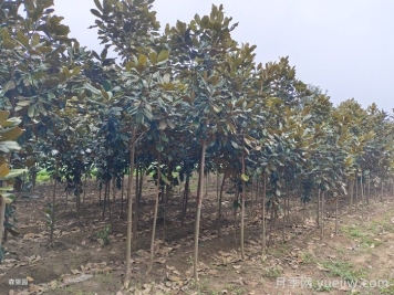 南陽(yáng)南召廣玉蘭苗木栽培注意事項