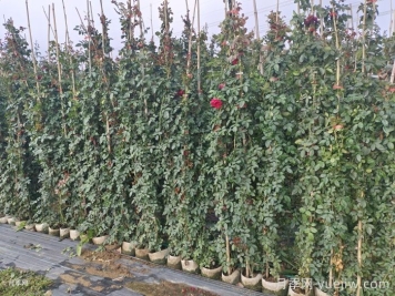 秋季藤本月季掌握好修剪和施肥，打造浪漫花墻