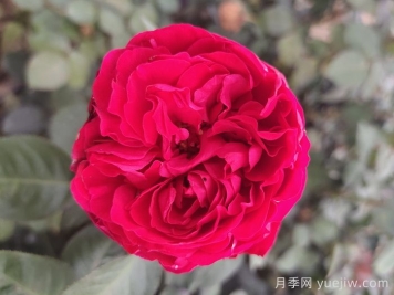 推薦三個(gè)顏色亮眼的月季花品種