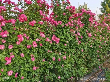 藤本月季不開(kāi)花什么原因？可能是這6點(diǎn)