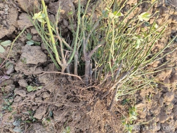 經(jīng)過(guò)遠距離運輸的月季裸根苗，定植上盆辦法詳解