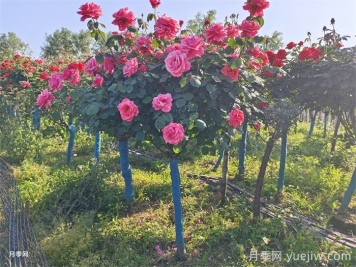嫁接樹(shù)狀月季了，時(shí)間方法交給你