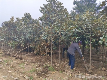 南陽(yáng)市南召縣玉蘭樹(shù)批發(fā)基地