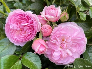 8首最美月季花古詩(shī)，春天賞花品詩(shī)