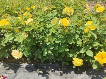 盆栽月季月月開(kāi)花的關(guān)鍵是什么？