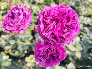 月季、玫瑰和薔薇到底有哪些不同？