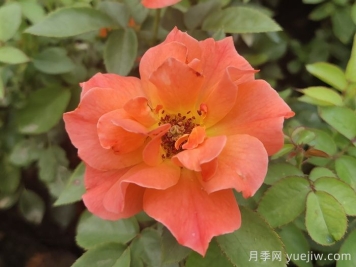 做足功課，迎接杭州人的高架月季專(zhuān)屬浪漫