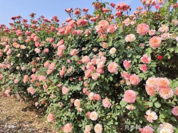 景觀(guān)植物設計的5大構景要點(diǎn)