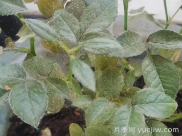 春季月季爆發(fā)紅蜘蛛了，該怎么辦？