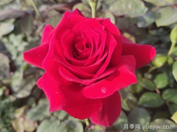 月季花有什么顏色？花色總結