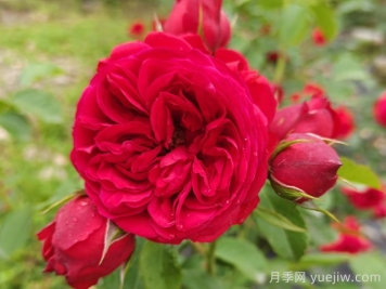 盆栽本是月季，花束卻叫玫瑰