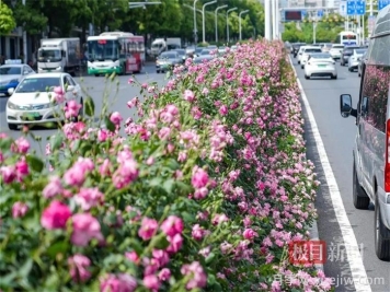 湖北武漢月季炸街，月季成道路顏值擔當