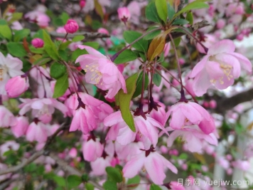 垂絲海棠和西府海棠有什么區別？