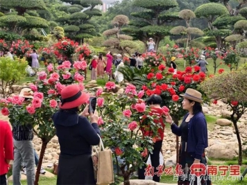 南寧南湖公園，2萬(wàn)株月季盛放的夢(mèng)幻花園