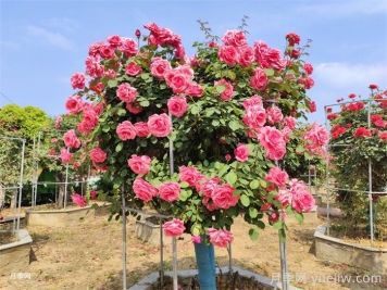 為什么別人的樹(shù)狀月季開(kāi)了200-300朵花？