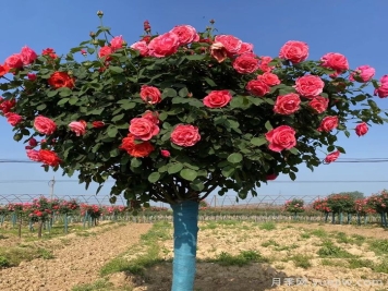 樹(shù)狀月季一年開(kāi)幾次花？