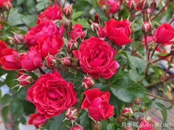 如何修剪月季延長(cháng)花期？
