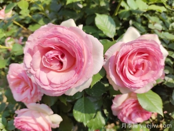 想體驗坐擁花海，6款藤本月季助你春花無(wú)憂(yōu)