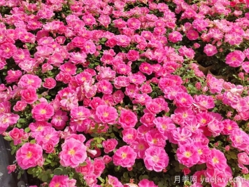 花苞透色和月季花期需要施肥嗎？