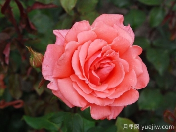 和聲月季/和諧/管弦樂(lè )隊