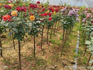 樹(shù)狀月季哪個(gè)品種比較好？