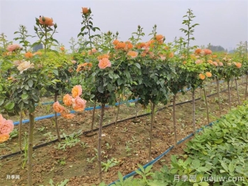 哪種樹(shù)狀月季開(kāi)花多花期長(cháng)？