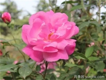 中國月季四大老種，你識得幾個(gè)？