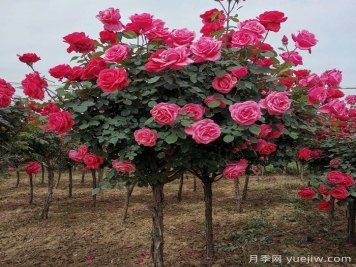 樹(shù)狀月季怎么養護?