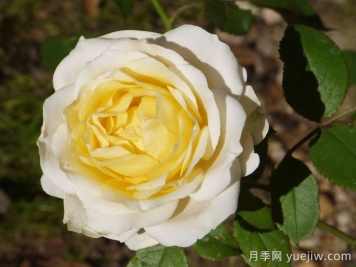 無(wú)限永遠月季/英菲尼迪
