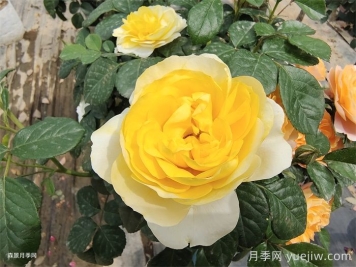 黃果汁月季/黃色果汁陽(yáng)臺/檸檬果汁