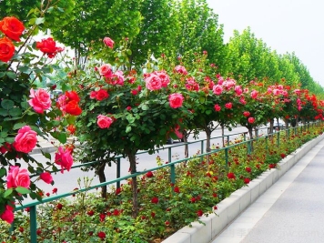 為什么城市建設鐘愛(ài)月季大道？