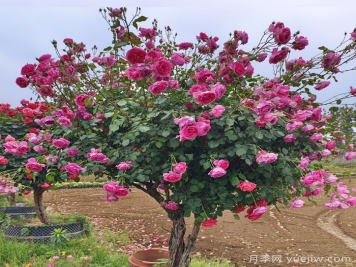 樹(shù)狀月季是喬木還是灌木？
