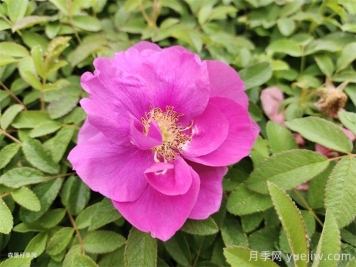 四季玫瑰花多少錢(qián)一盆？