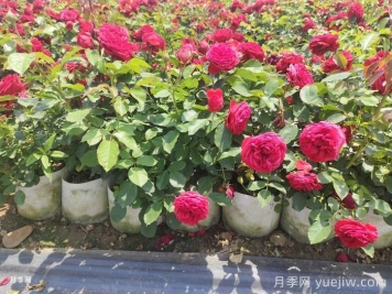 月季苗什么季節種植最好？春秋季種月季注意點(diǎn)