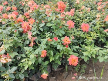 月季苗小不要緊，教你半年長(cháng)成兩加侖開(kāi)爆花
