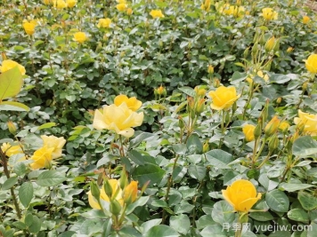 月季的花蕾不長(cháng)是什么原因？