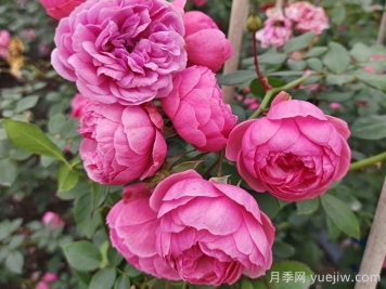 月季花頭上長(cháng)好多蟲(chóng)要剪掉嗎？