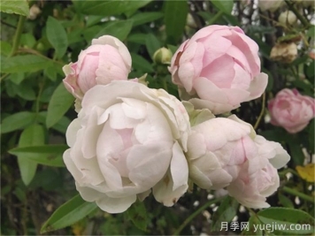 月季花長(cháng)蟲(chóng)子可以撒石灰嗎？