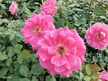 月季開(kāi)花期，停肥是什么操作？