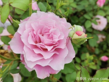 月季花不對版是什么意思？