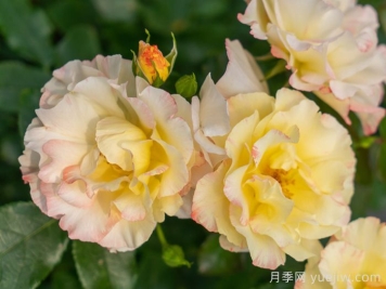 云開(kāi)月季