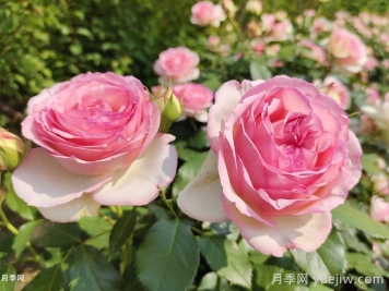 龍沙寶石月季一年開(kāi)一次，卻是藤本之王
