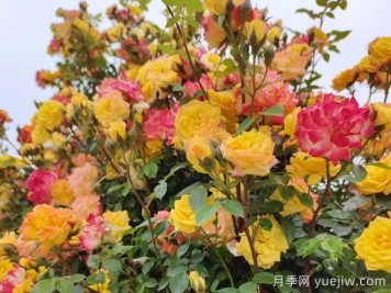 藤彩虹月季一年開(kāi)幾次花？復花快嗎？