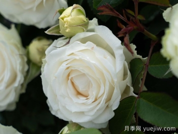 云夢(mèng)月季