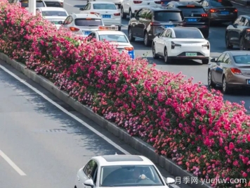 武漢月季全城開(kāi)，萬(wàn)一有人想在綠化帶辦婚禮呢？
