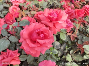 新鄉原陽(yáng)：小城街頭，月季綻放