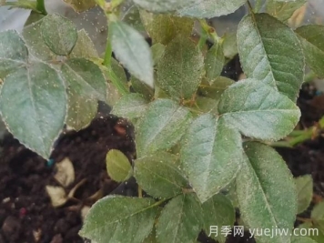 月季又有紅蜘蛛了，該怎么處理？