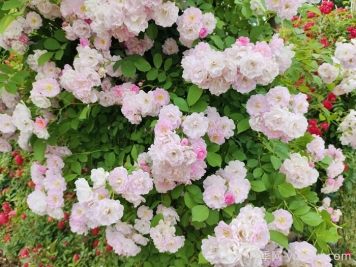 玫瑰、月季、薔薇怎么區分？你認識真正的月季花嗎？