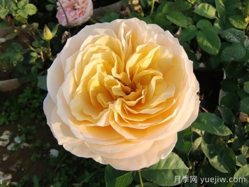 朱麗葉月季的花朵表現怎么樣？